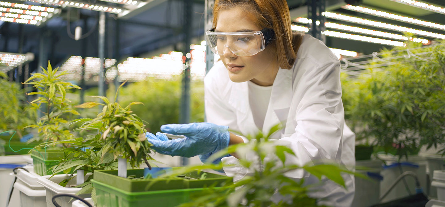 The Benefits of RFID Tagging for the Cannabis Industry 