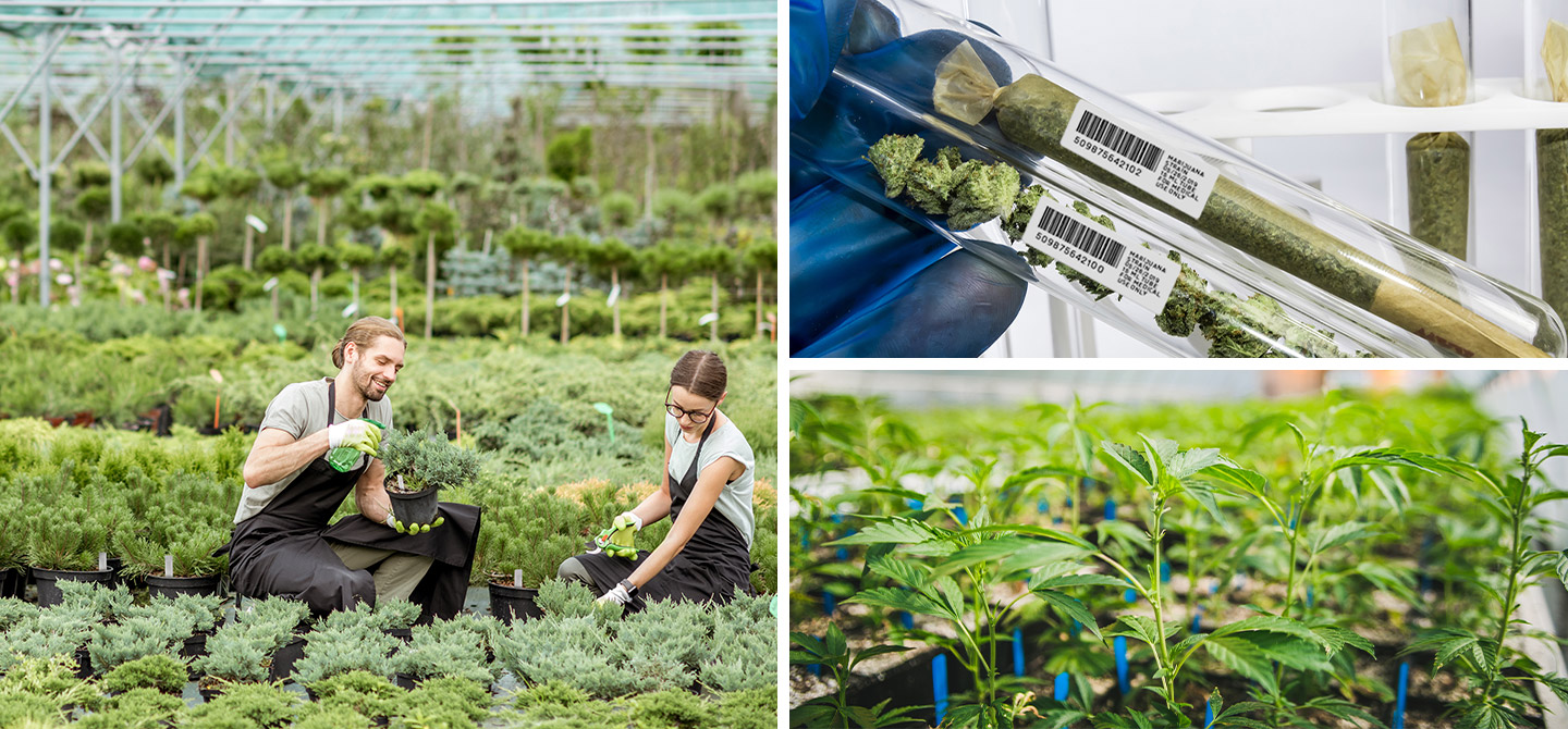 Must-Have Thermal Printers for Horticulture and Cannabis Labeling 