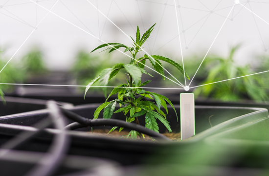 RFID Offers Efficiency for Cannabis Tracking from Seed to Sale for Plants, Products and Packaging