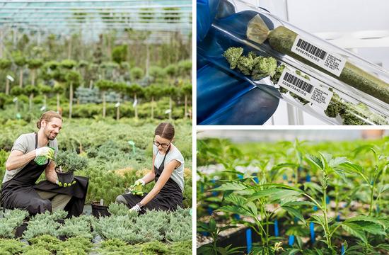Must-Have Thermal Printers for Horticulture and Cannabis Labeling 
