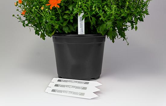orange-mums-pot-planted-rfid-plant-stakes