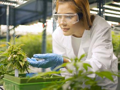 The Benefits of RFID Tagging for the Cannabis Industry 
